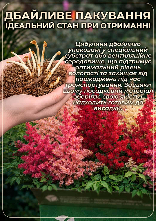 Астильба "Gloria Purpurea" 1шт - фото 3