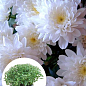 Хризантема Садовая "Domino White" (высота 30-50см)