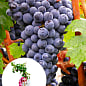 LMTD Виноград "Cabernet Franc" (сортовой, укорененный)