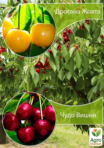 Дерево-сад Черешня "Дрогана Желтая"+Вишня "Чудо Вишня"