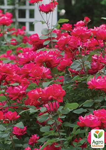 LMTD Троянда на штамбі 5-річна "Royal Pink" (укорінений саджанець у горщику, висота 130-150см) - фото 3