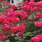 LMTD Роза на штамбе 5-и летняя "Royal Pink" (укорененный саженец в горшке, высота130-150см) цена