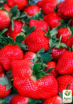 Клубника "Хуми Гранде" (Humi Grande) (средний срок созревания)14