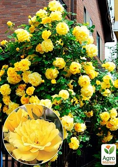 Троянда плетиста "Голден Шауерс" (саджанець класу АА +) вищий сорт2