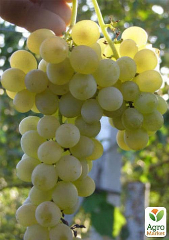 Виноград "Лилия" - фото 2