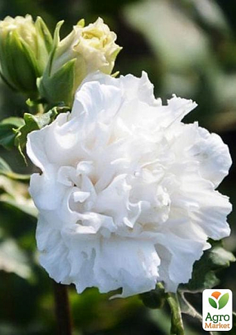 Гибискус древовидный махровый "Жанна дарк"