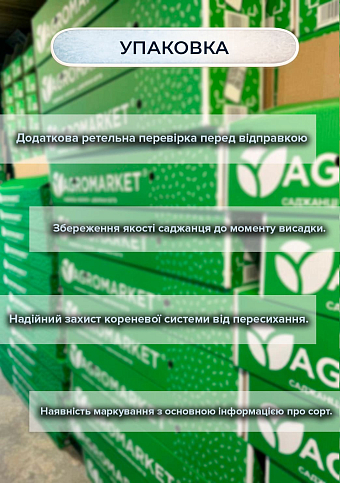 Ексклюзив! Зізіфус (унабі) "Vakhsh (Вахш)" (середній термін дозрівання, високоврожайний сорт) вазон Р9, висота 10-15см - фото 3
