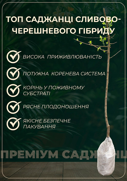 Сливово-черешневий гібрид "Світ Тріат" (надзвичайно солодкий сорт, середній термін дозрівання)