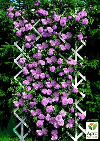 Эксклюзив! Роза плетистая с насыщенно-голубым оттенком "Бурлеск" (Burlesque) (саженец класса АА+)