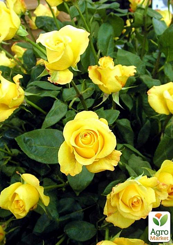 Ексклюзив!Троянда дрібноквіткова (спрей) жовто-зелена "Санторіні" (Santorini) (саджанець класу АА +, преміальний безперервно квітучий сорт) - фото 2
