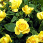 Эксклюзив! Роза мелкоцветковая (спрей) желто-зеленая "Санторини" (Santorini) (саженец класса АА+, премиальный непрерывно цветущий сорт) купить