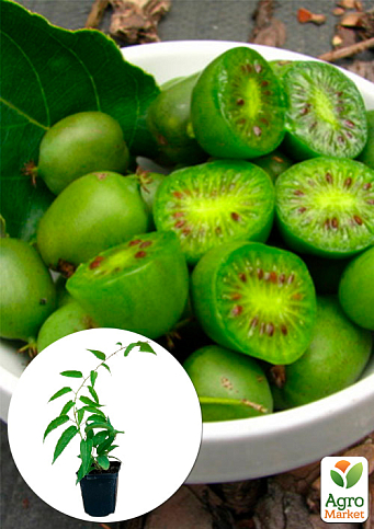 Актинидия "Сентябрьская" (мини-киви, морозостойкий сорт, поздний срок созревания)