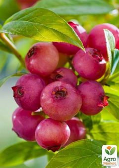 Голубика 2-х летняя розовая "Pink Blueberry" вазон С36