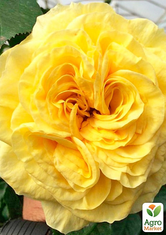 Роза пионовидная "Лимон Помпон" (саженец класса АА+) высший сорт - фото 2