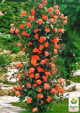 Роза плетистая "Вестерленд" (Westerland) (саженец класса АА+) высший сорт - фото 2