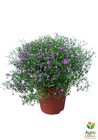 LMTD Гипсофила розовая "Pink Blush" высота 20-30см - фото 6