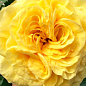 Роза пионовидная "Лимон Помпон" (саженец класса АА+) высший сорт купить