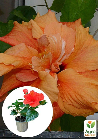 Гибискус комнатный махровый "Adonicus Double Orange" 