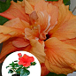 Гибискус комнатный махровый "Adonicus Double Orange" 