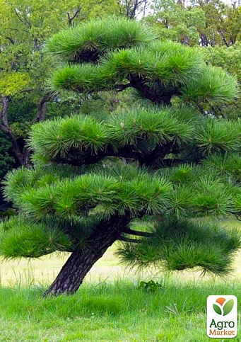 Сосна Чёрная Японская (идеальна для бонсай) "Pinus Thunbergii" (горшок P9) - фото 2