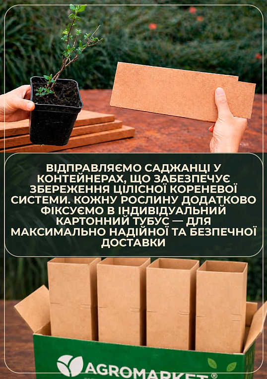 Эксклюзив! Жасмин садовый махровый белоснежный "Рассвет Княжны" (Dawn of the Princess) (премиальный ароматный сорт)