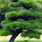 Сосна Чёрная Японская (идеальна для бонсай) "Pinus Thunbergii" (горшок P9) купить