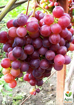 Виноград "Жемчужина молдавии" (ранне-средний срок созревания, ягоды крупные, сочные с мускатным привкусом)1