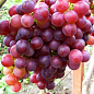 Виноград "Жемчужина молдавии" (ранне-средний срок созревания, ягоды крупные, сочные с мускатным привкусом)