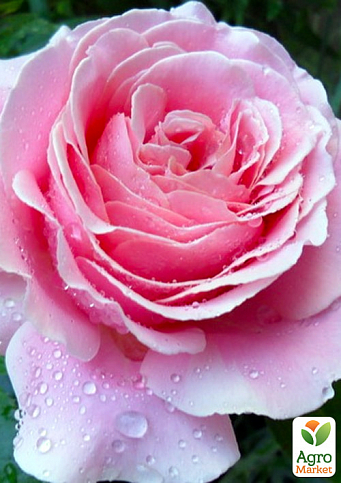 Роза чайно-гибридная "Frederic Mistral"