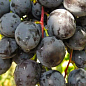 Виноград "Фурор" (легкий великоягідний мускат раннього терміну дозрівання)