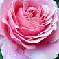 Роза чайно-гибридная "Frederic Mistral"
