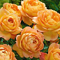 Троянда в контейнері англійська "Lady of Shalott" (саджанець класу АА+) купить