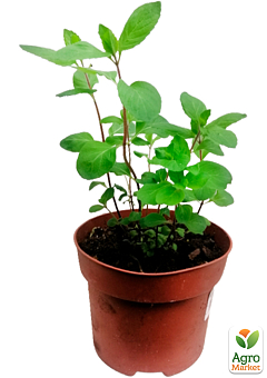 Мята Грейпфрутовая "Mentha piperita Grapefruit Mint" 23