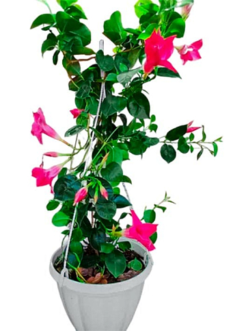 Дипладения 2-х летняя (Mandevilla) "Rosea" (высота 40-50см, подвесной вазон) - фото 2