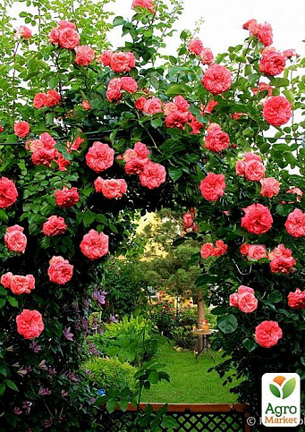 Роза плетистая "Antikе" (саженец класса АА+) высший сорт