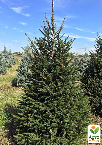 Ялина 5-річна "Європейська" (Picea Abies) С5 висота 60-80см  - фото 3