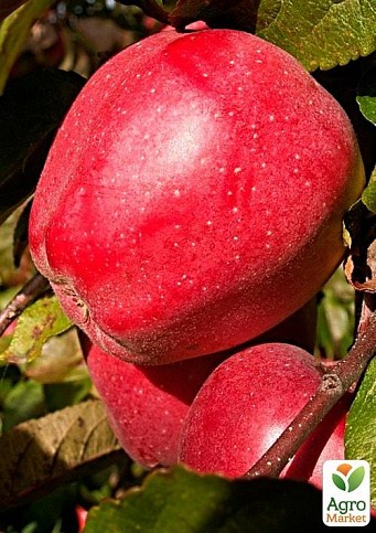 Яблуня "Ред Чіф" (зимовий сорт, пізній термін дозрівання) - фото 2