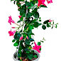 Дипладения 2-х летняя (Mandevilla) "Rosea" (высота 40-50см, подвесной вазон) купить