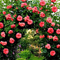 Троянда плетиста "Antikе" (саджанець класу АА +) вищий сорт