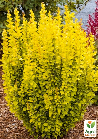 Барбарис Тунберга "Мария"  (контейнер P9)