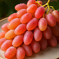 Виноград "Мечта" (кишмиш, ранний срок созревания, высокая урожайность, морозостойкий)