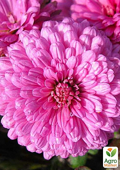 Хризантема корейская "Розовая" (укорененный черенок высота 5-10 см)2