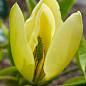 Магнолия китайская "Magnolia chapensis" (засухоустойчивая, морозостойкая) 