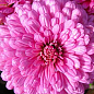 Хризантема корейская "Розовая" (укорененный черенок высота 5-10 см)