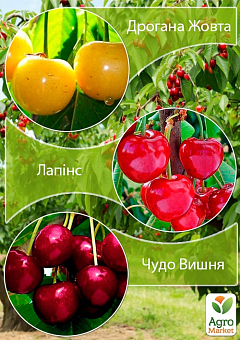 Дерево-сад Черешня "Дрогана Жовта"+Черешня "Лапінс"+Вишня "Чудо Вишня"12