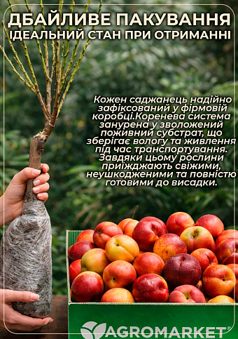 Нектарин колоновидный "Рубис (Rubis)" - фото 2