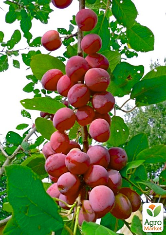 Эксклюзив! Гибрид слива-персик колоновидный ярко розовый "Северное сияние" (Northern Lights) (премиальный крупноплодный сорт, средний срок созревания)