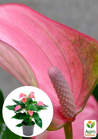 Антуріум (Anthurium) "Joli Pink"
