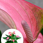 Антуріум (Anthurium) "Joli Pink"