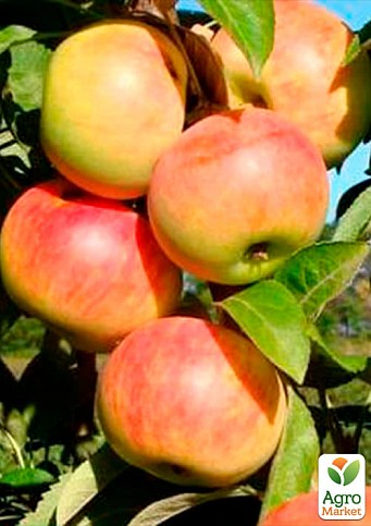 Яблуня колоновидна "Піонер" (літній сорт, пізній термін дозрівання) - фото 2